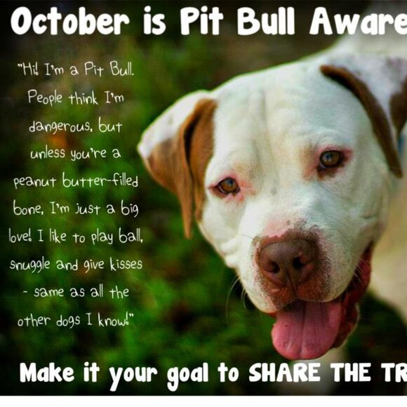 Pitbulls: The Most Misunderstood Dog - Picture 2 of 11